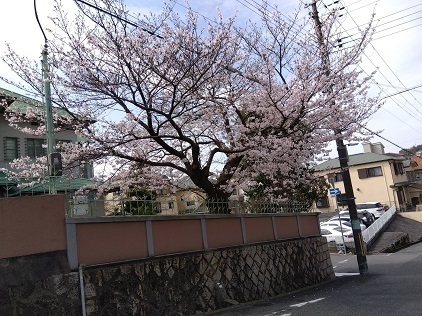 桜の開花.jpg